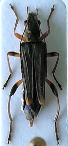 Oedemera barbara